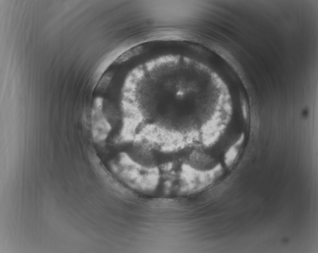 X0000115281481200912111215