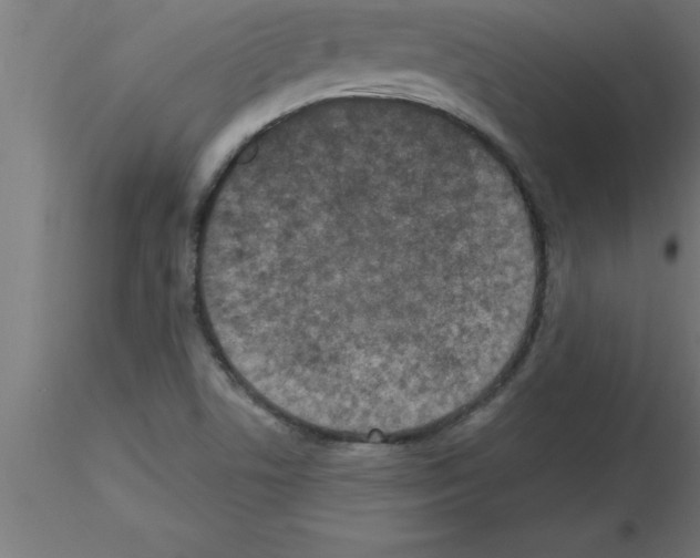 X0000115281506200912111214