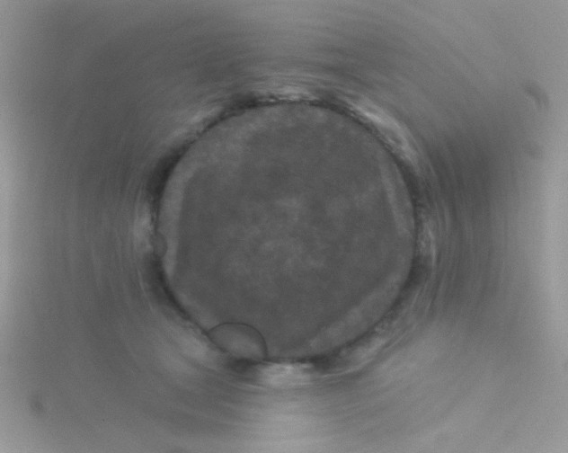 X0000115290465200911231252