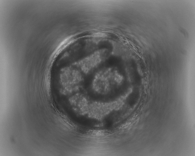 X0000115290295200912141101