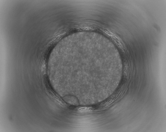 X0000115290465200912141059