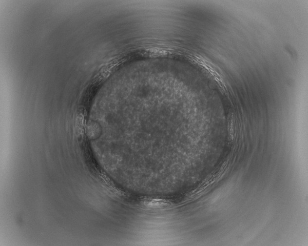 X0000115290467200912141059