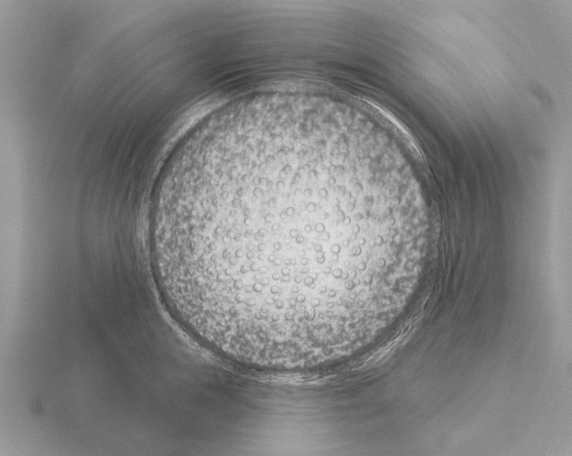 X0000115290855200912141054