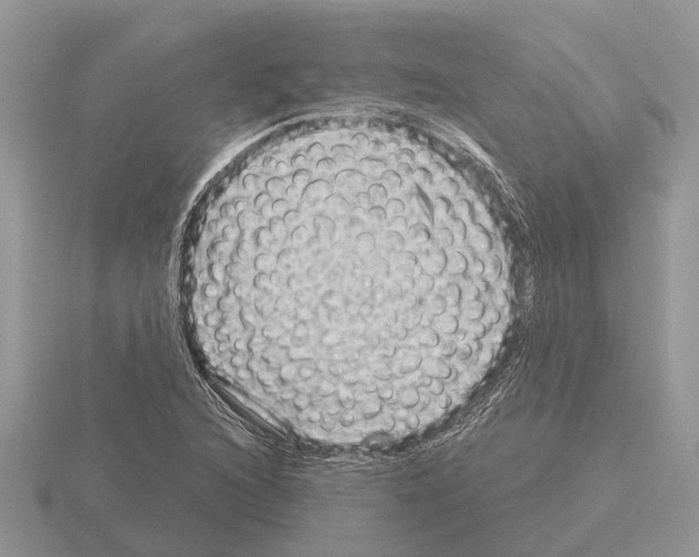 X0000115291216200912141049