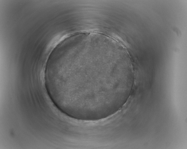 X0000115300002200911231318