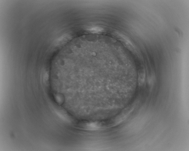 X0000115300365200911231314