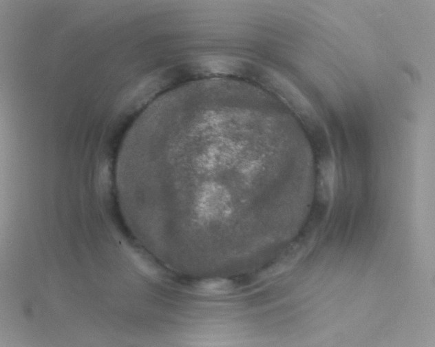 X0000115300410200911231313