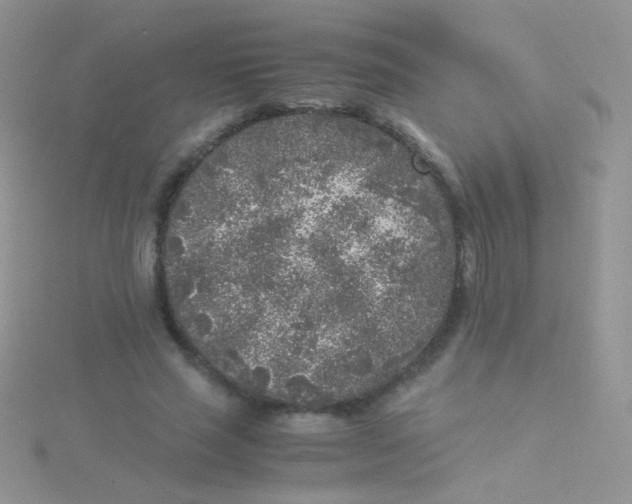 X0000115300637200911231310