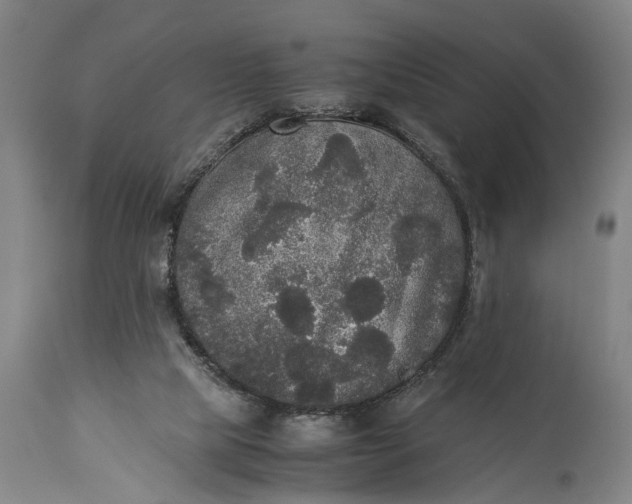 X0000115310065200911161731