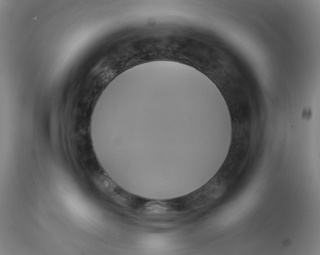 X0000115310526200911161724