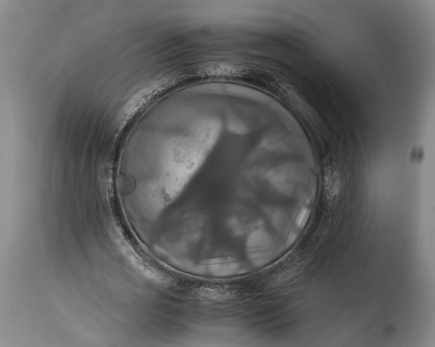 X0000115310725200911161720