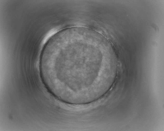 X0000115310006200911231339