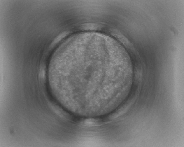 X0000115310064200911231338