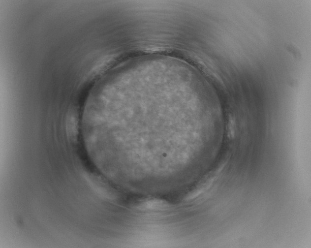 X0000115310210200911231336