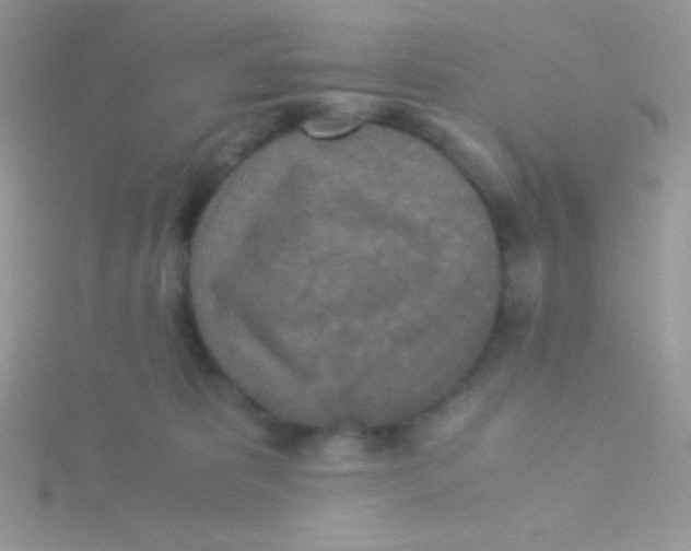 X0000115310325200911231335