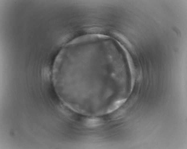 X0000115310669200911231330