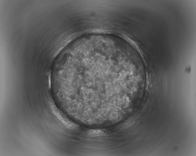 X0000115310061200911301545