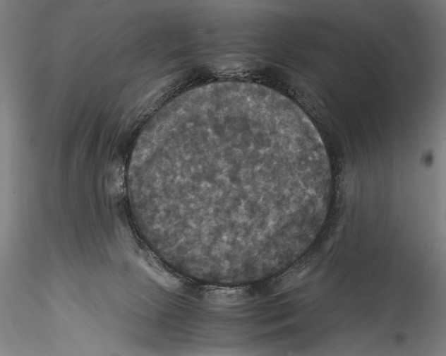 X0000115310081200911301545