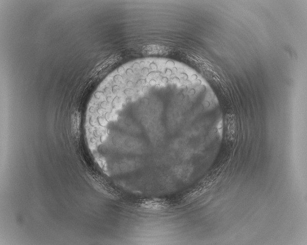 X0000115310550200912141139