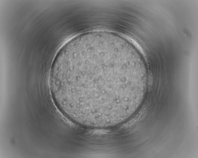 X0000115310847200912141135