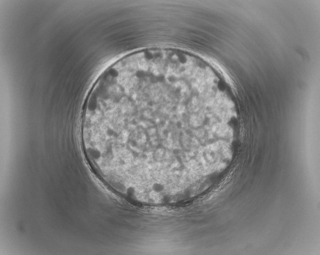 X0000115310903200912141134