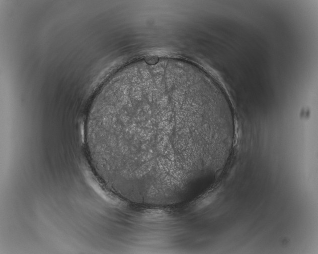 X0000115320061200911161755