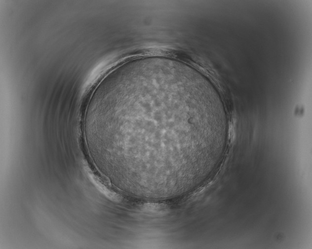 X0000115320101200911161755