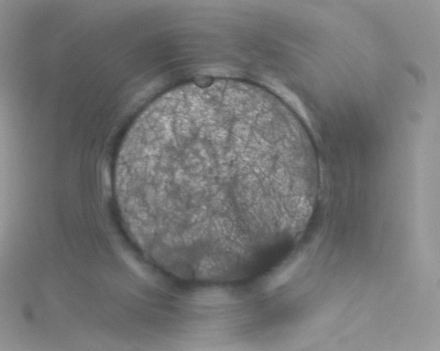 X0000115320061200911231359