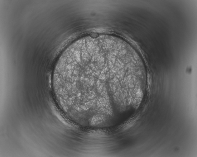 X0000115320061200911301608