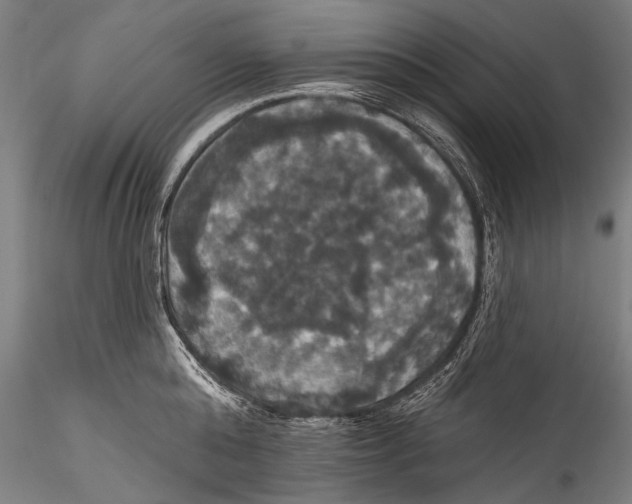 X0000115320808200911301557