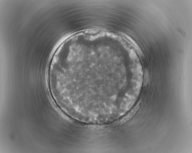 X0000115320812200912141157