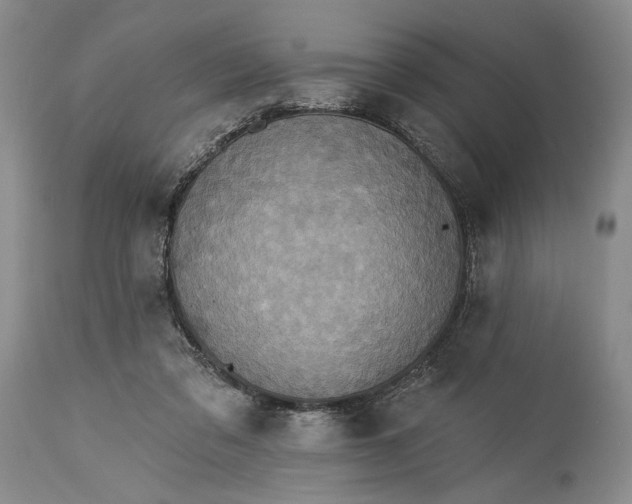 X0000115330309200911161815