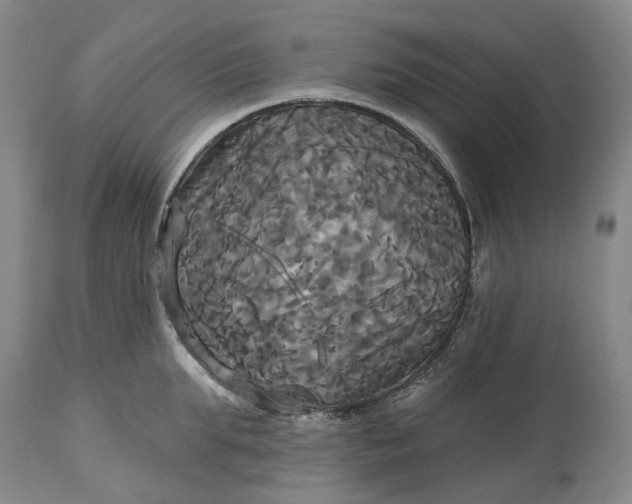 X0000115330903200911161806