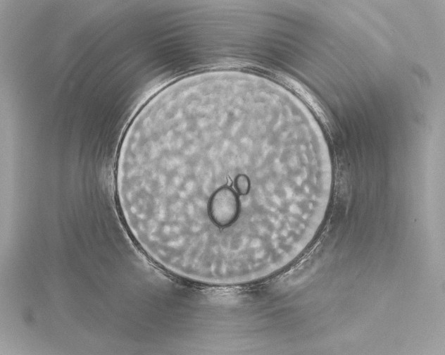 X0000115330810200911301526