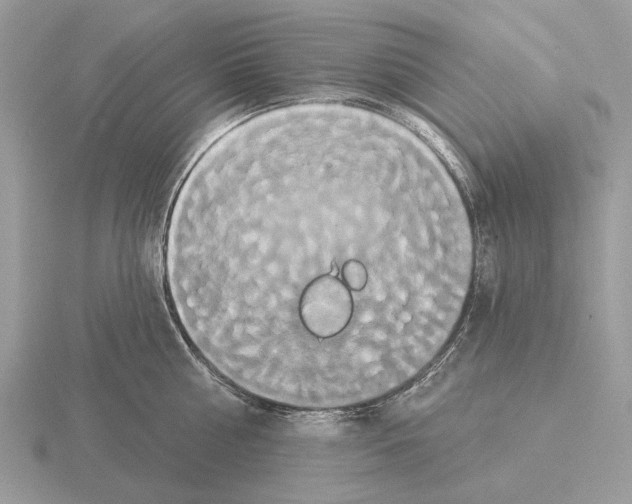 X0000115330810200912141218