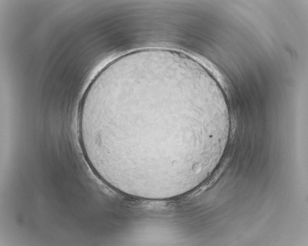 X0000115331006200912141215