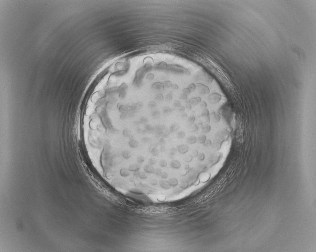 X0000115331036200912141215