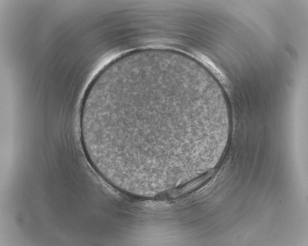 X0000115331384200912141210