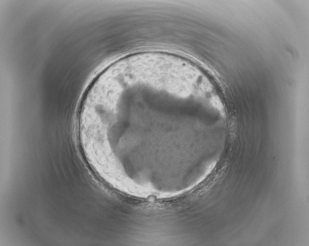 X0000115331517200912141208