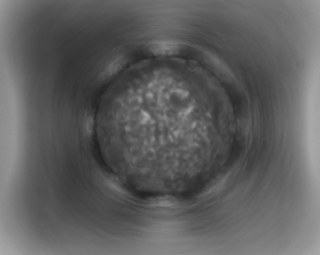 X0000115340652200911091306