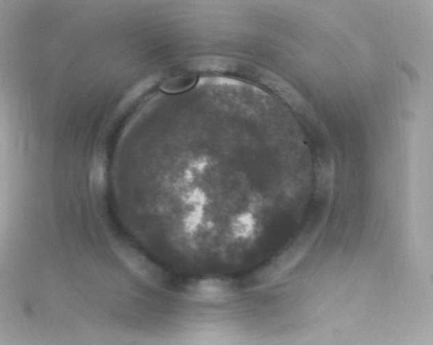 X0000115340064200911231442