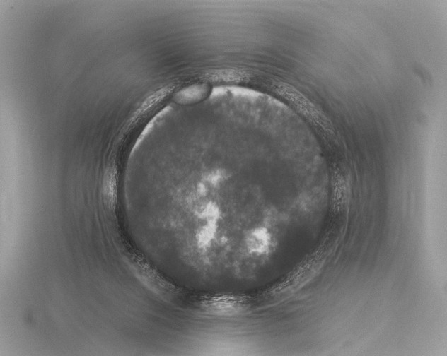 X0000115340064200912141248