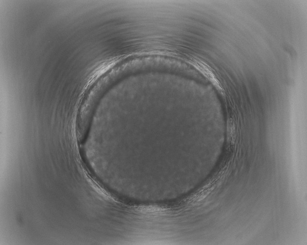 X0000115340389200912141244