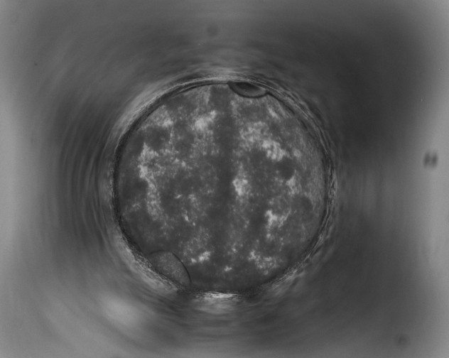 X0000115350055200911241202
