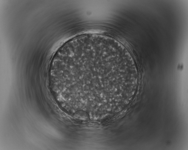 X0000115350337200911241158