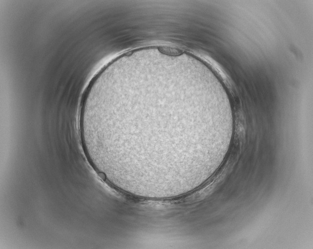 X0000115350910200912011049