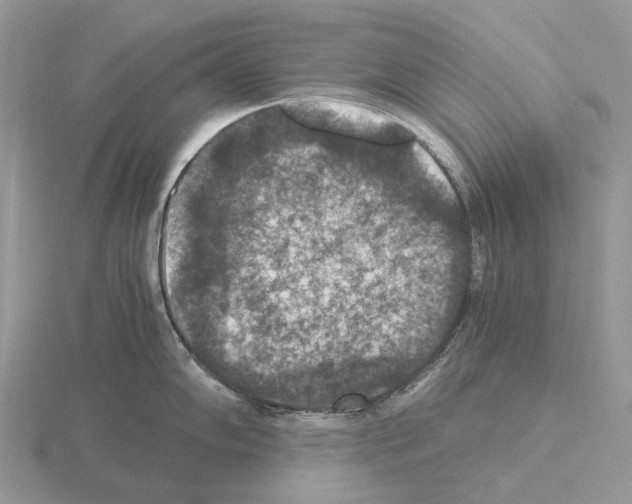 X0000115351102200912151331