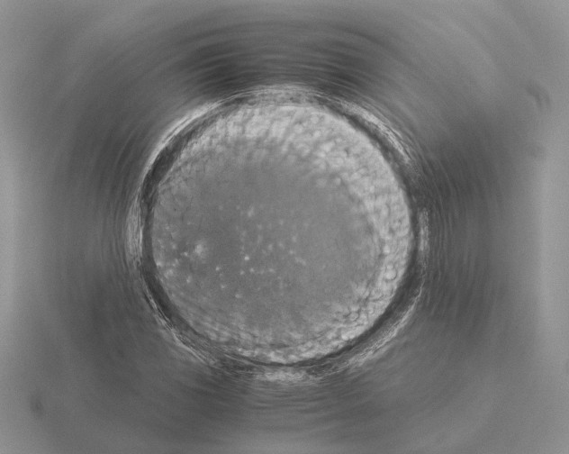 X0000115351117200912151330