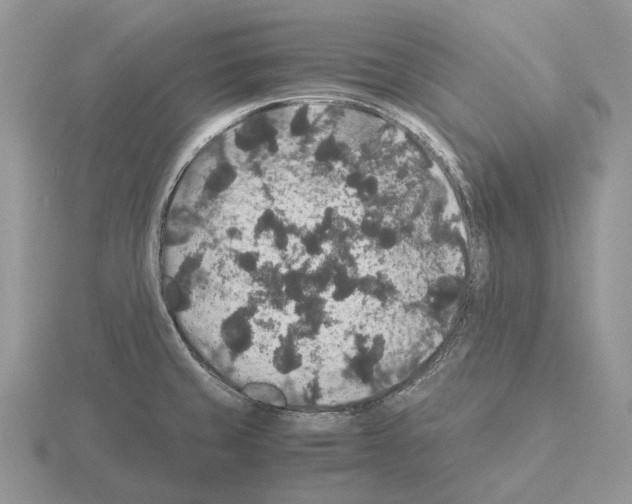 X0000115351429200912151327