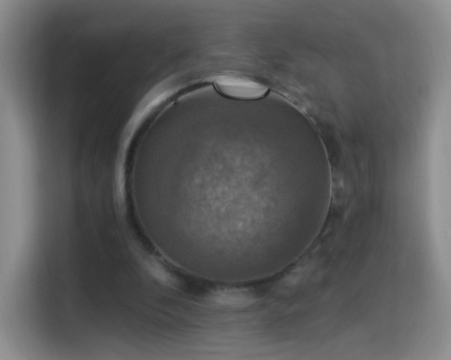 X0000115360296200911101202